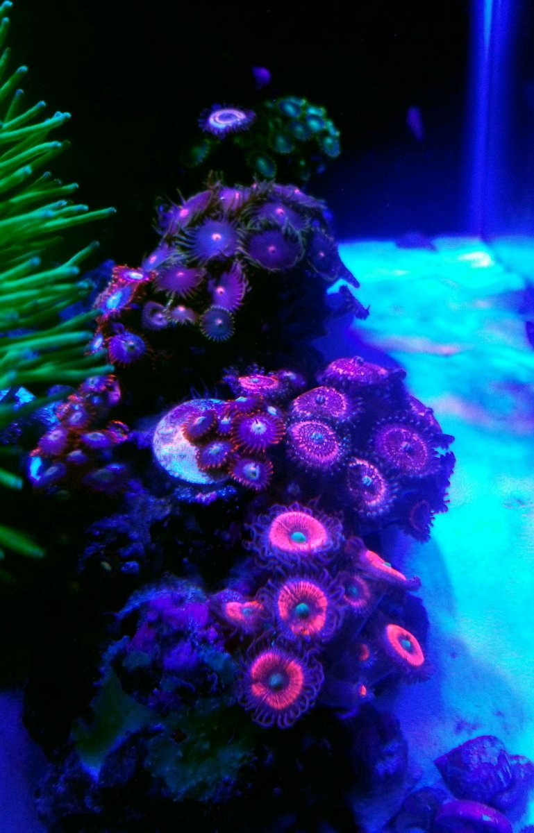 Zoa Garden 2.jpg