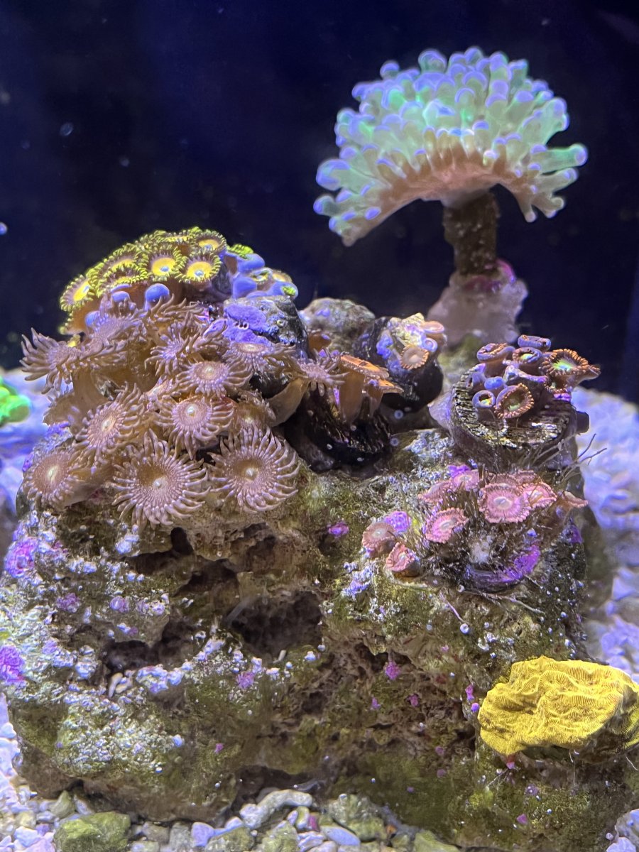 zoa garden.jpg