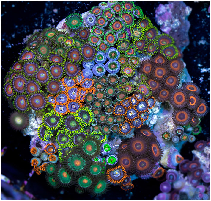 zoa garden.jpg