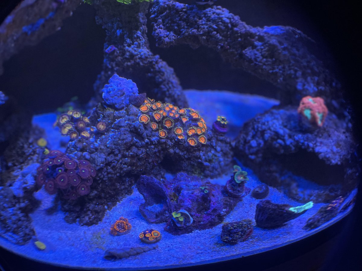 Zoa Garden.jpg