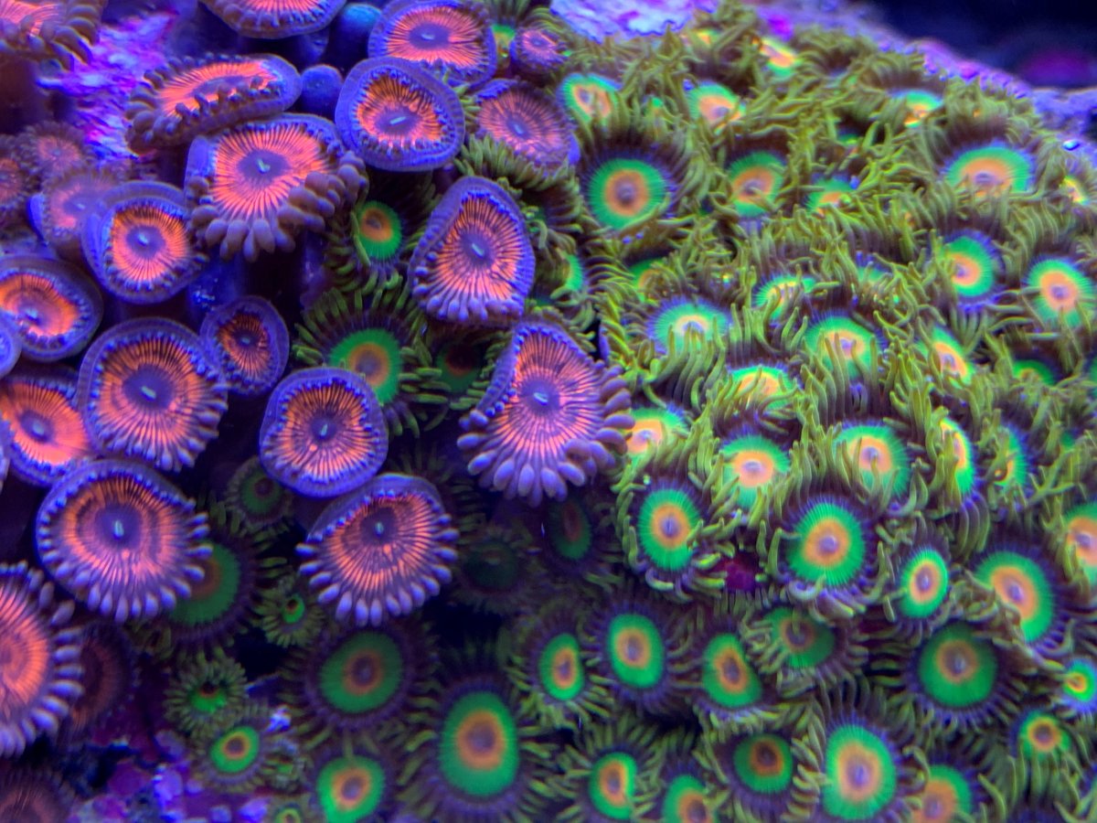 Zoa Garden worlds collide.jpg