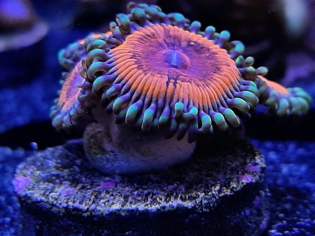 Zoa.jpg