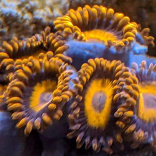 zoa.jpg