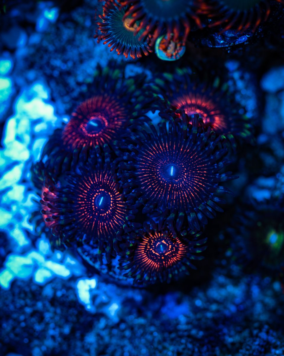 zoa.jpg