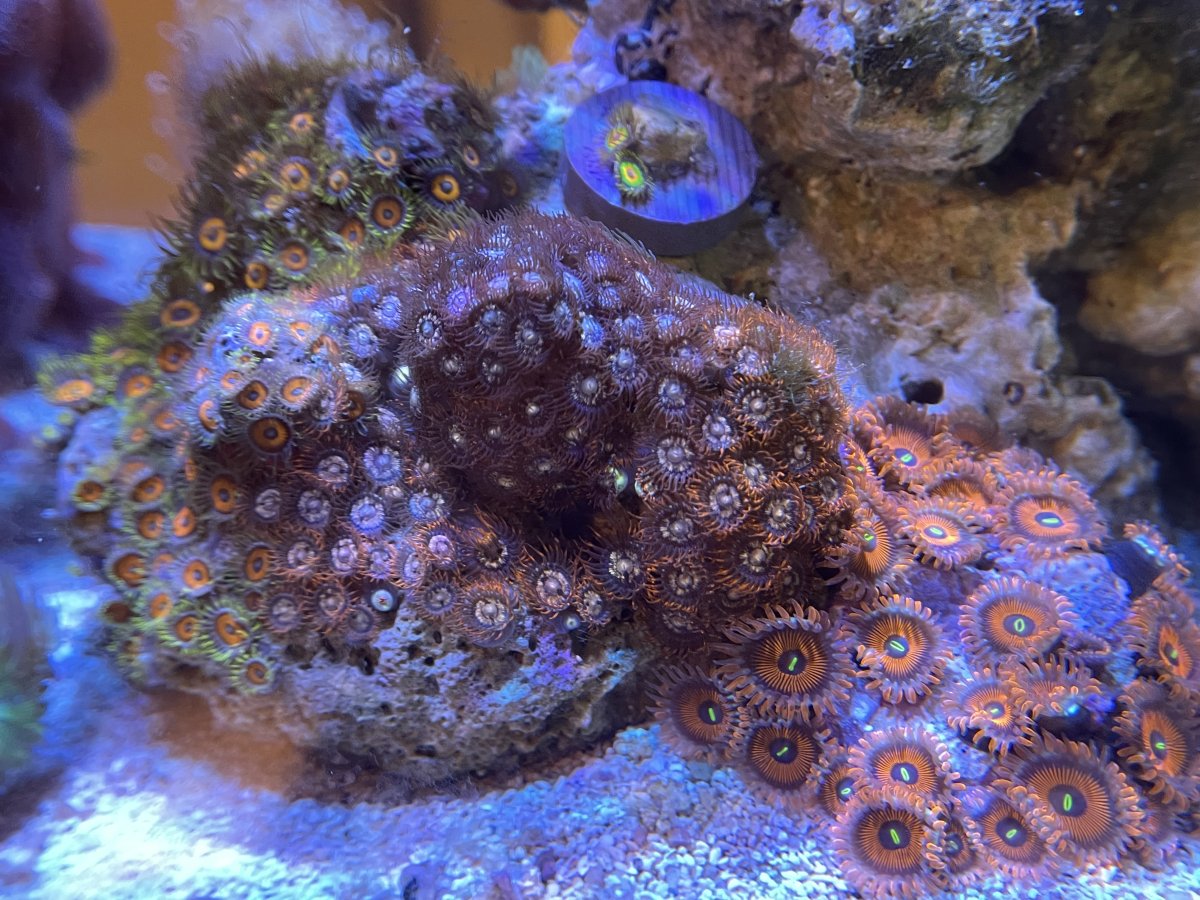 Zoa morph.JPG