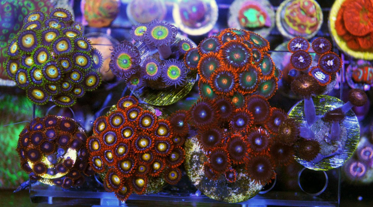 Zoa-pack.jpg