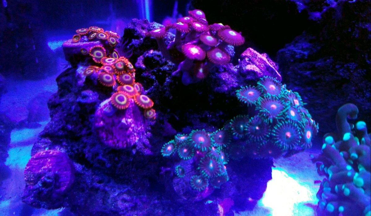 Zoa Rock 2.jpg