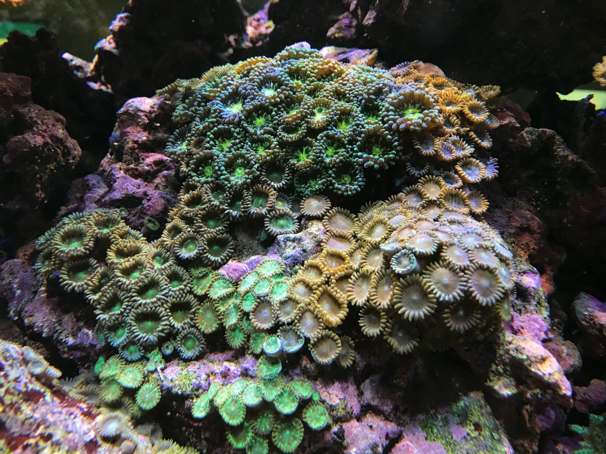 zoa rock 6.26.19.jpg