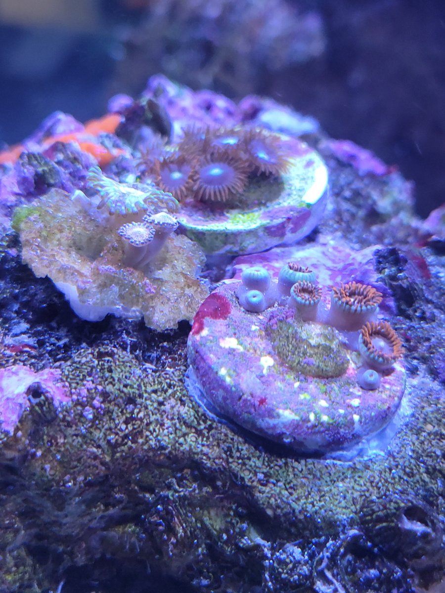 Zoa rock.jpg