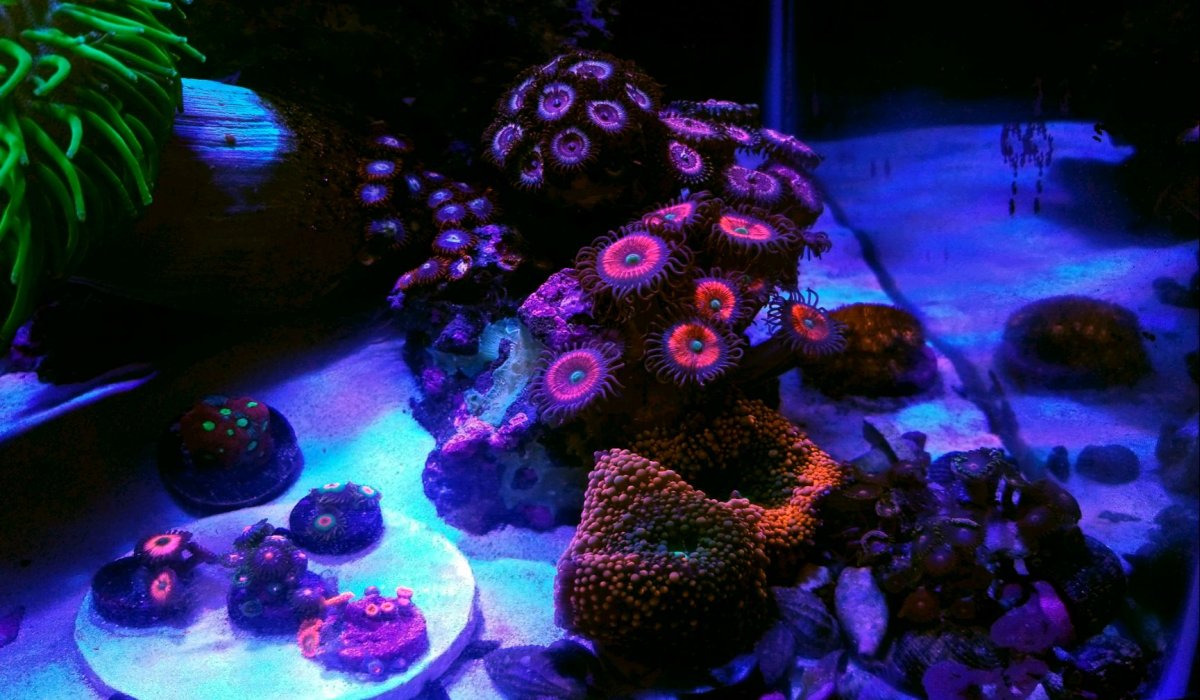 Zoa Rock Right Side.jpg