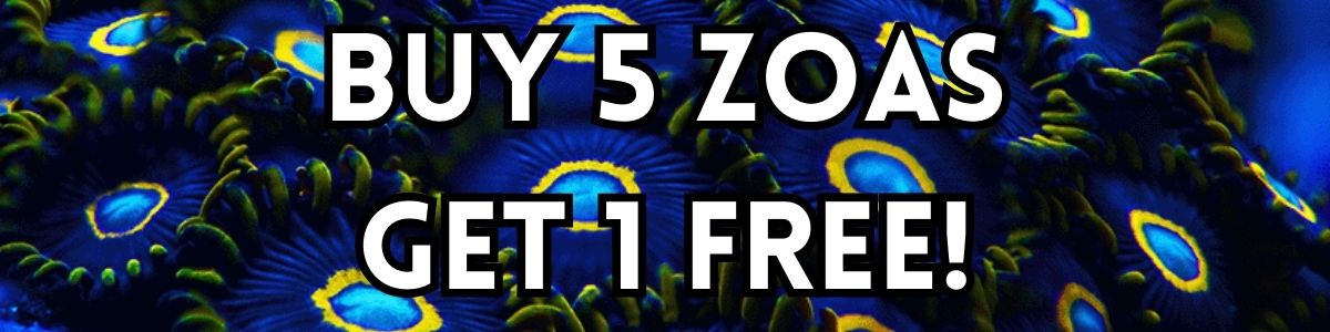 zoa-sale-banner.jpg