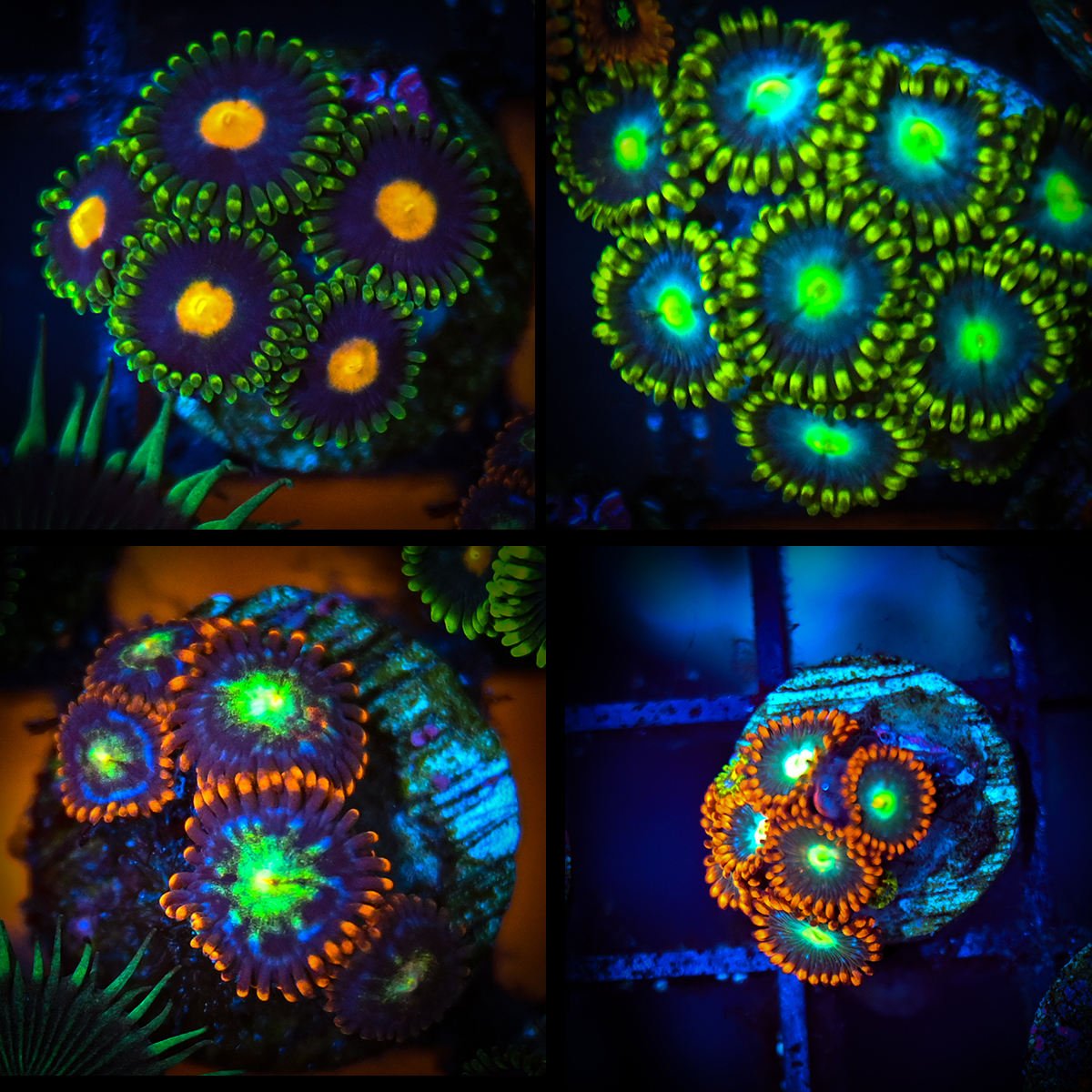 Zoa Ultra Pack.jpg