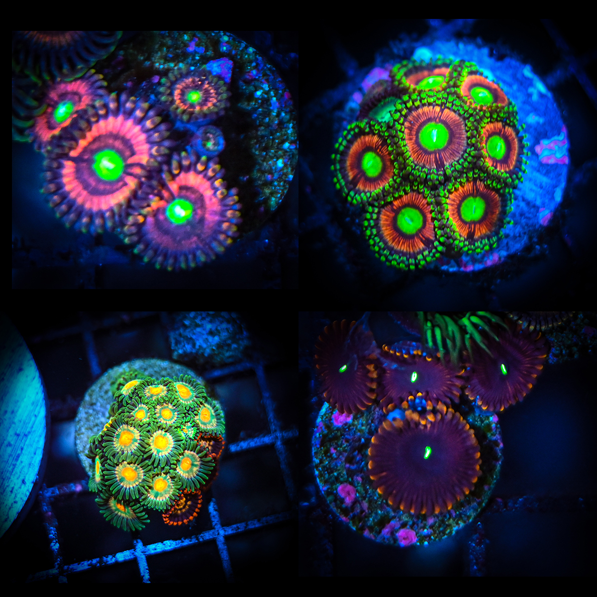 Zoa Ultra Pack Number 2.jpg