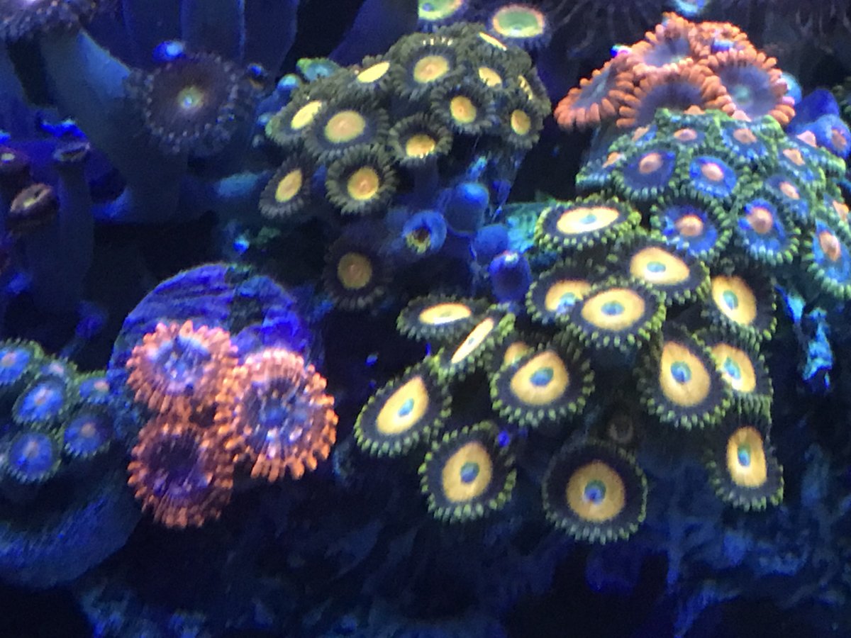 zoa1.jpg