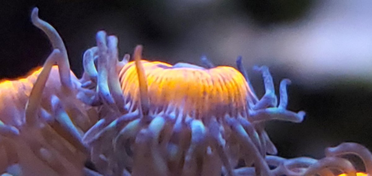 zoa1.jpg