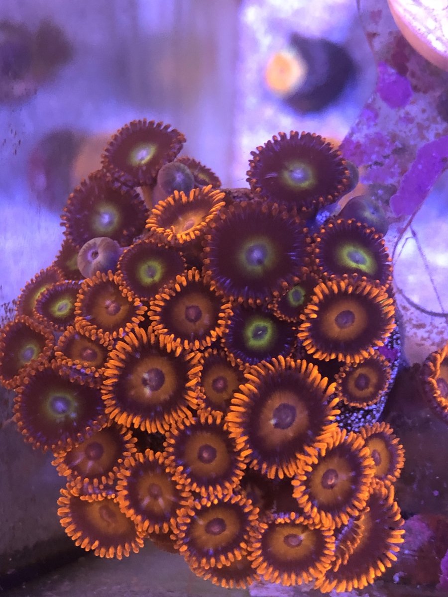 zoa1.jpg