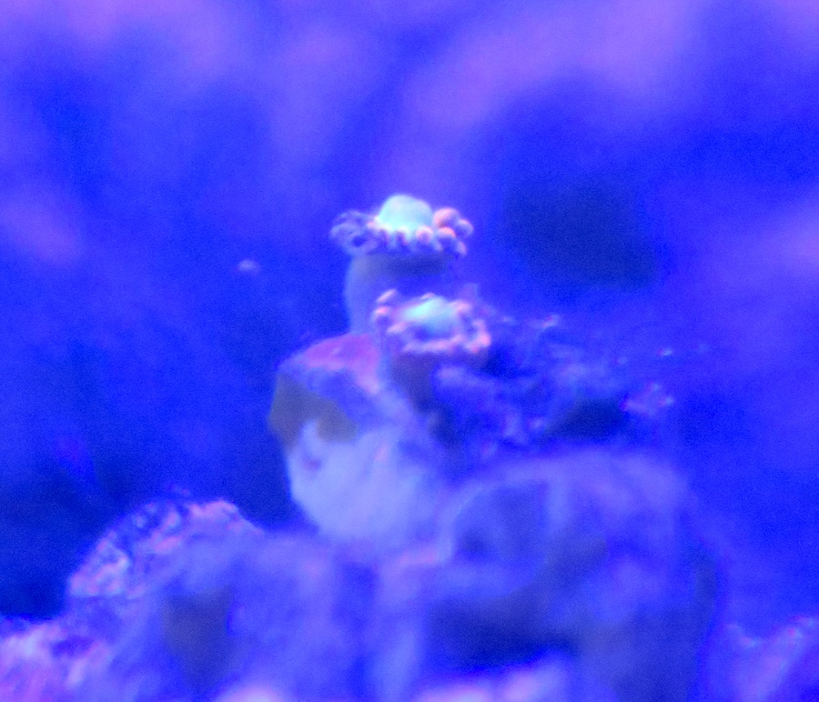 zoa1.JPG