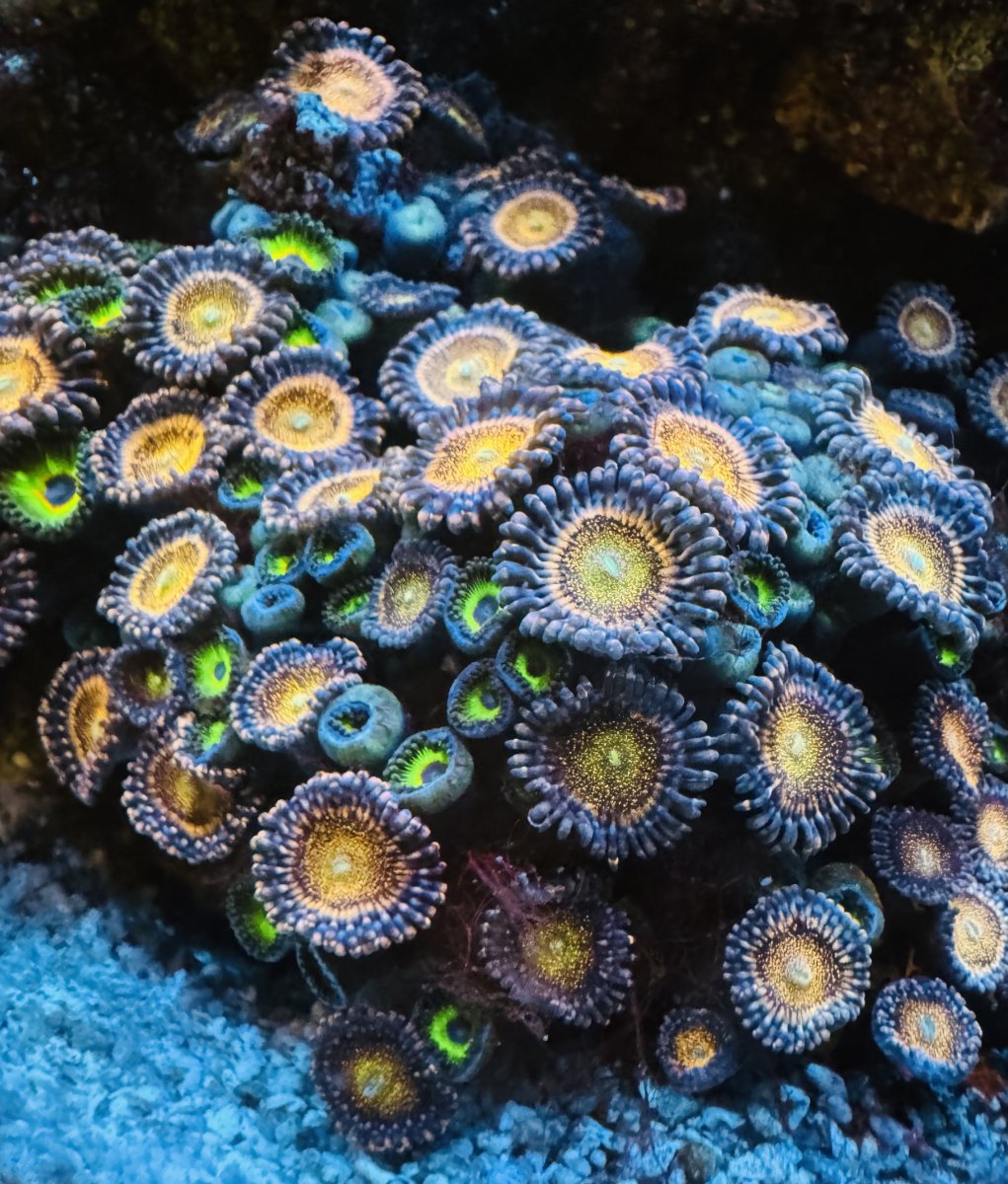 ZOA1.jpg