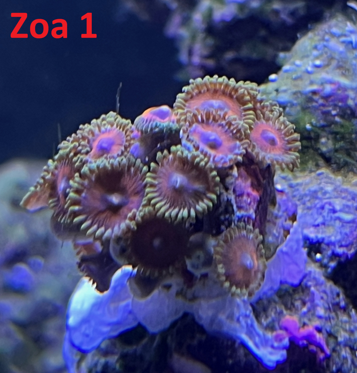 Zoa1.png