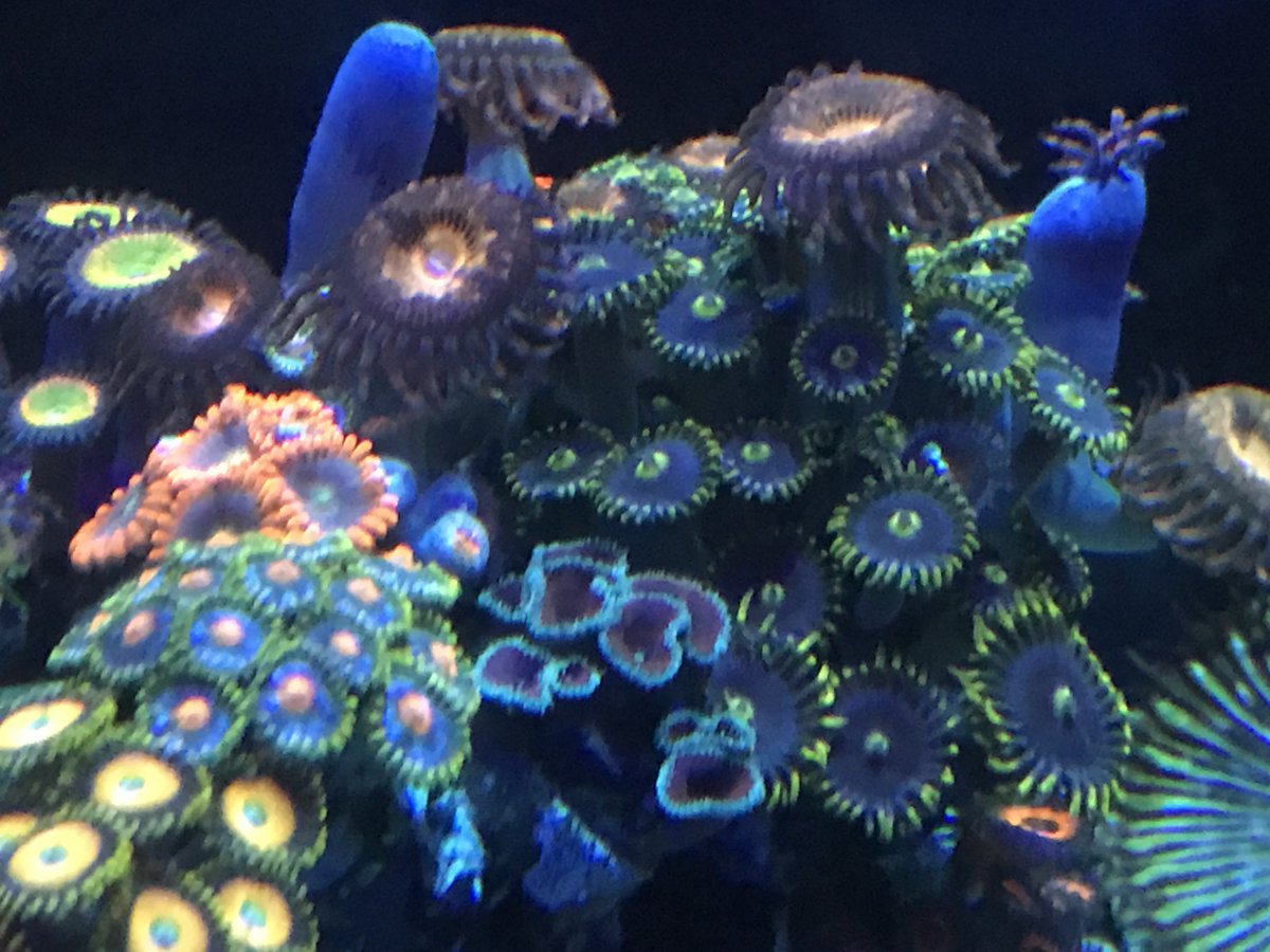 zoa2.jpg