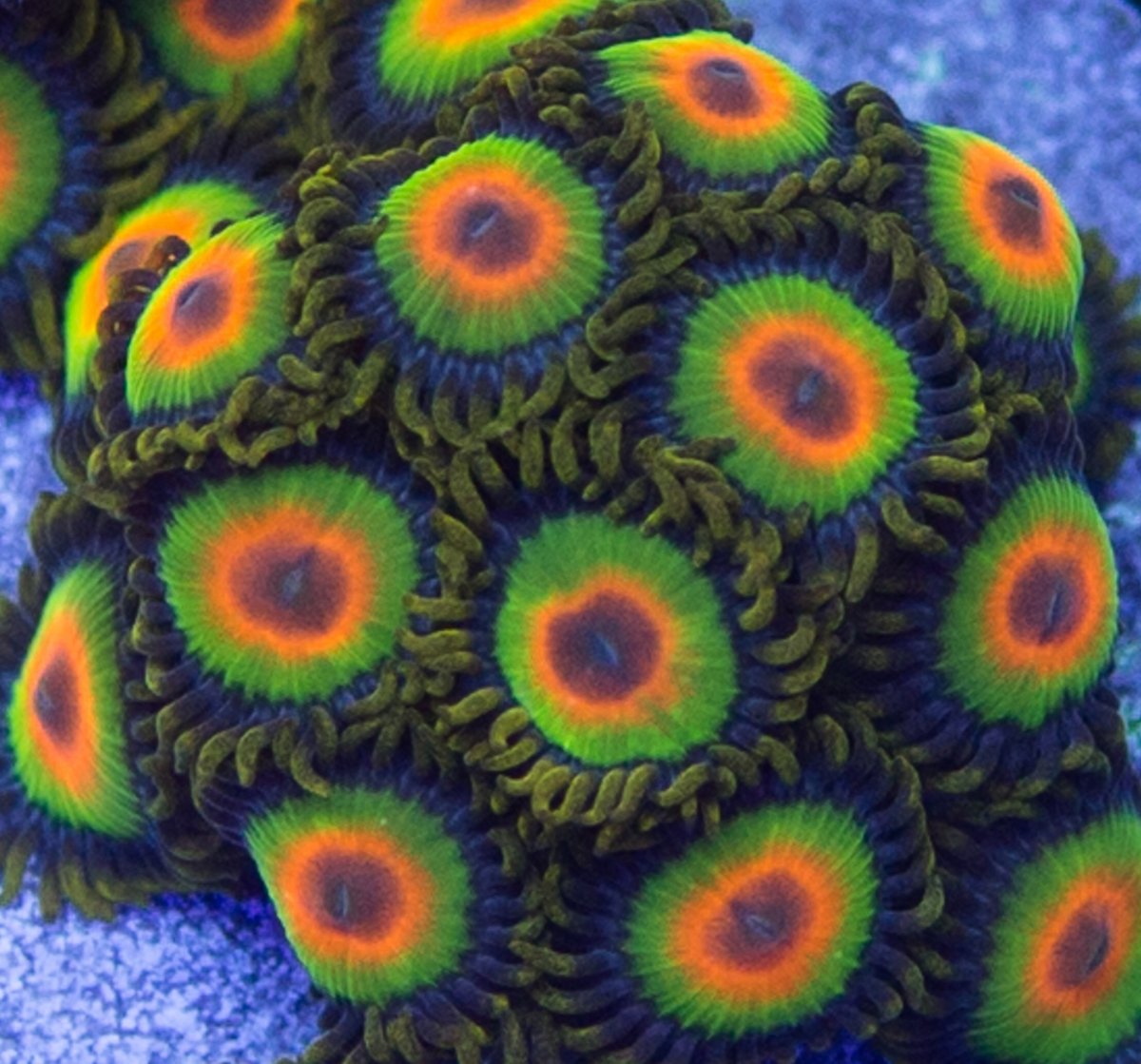 zoa2.jpg