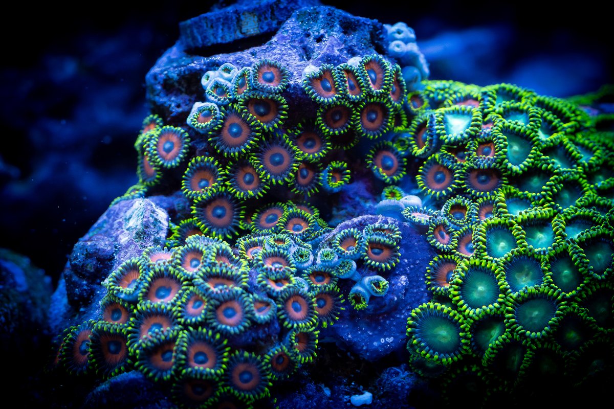 zoanthid-colony.jpg