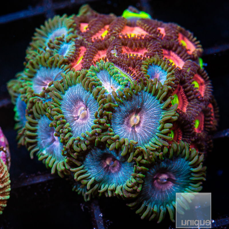 Zoanthid Combo 129 82.JPG