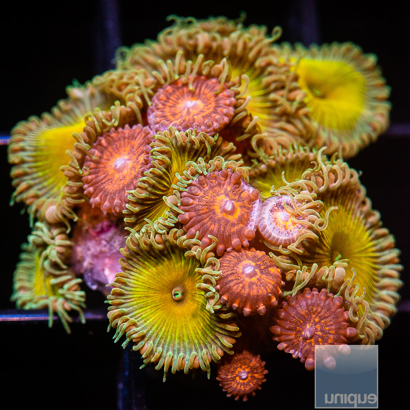 Zoanthid Combo 69 15.JPG