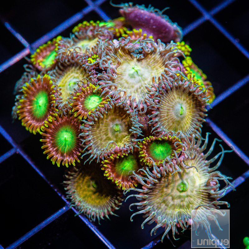 Zoanthid combo 79 20.JPG