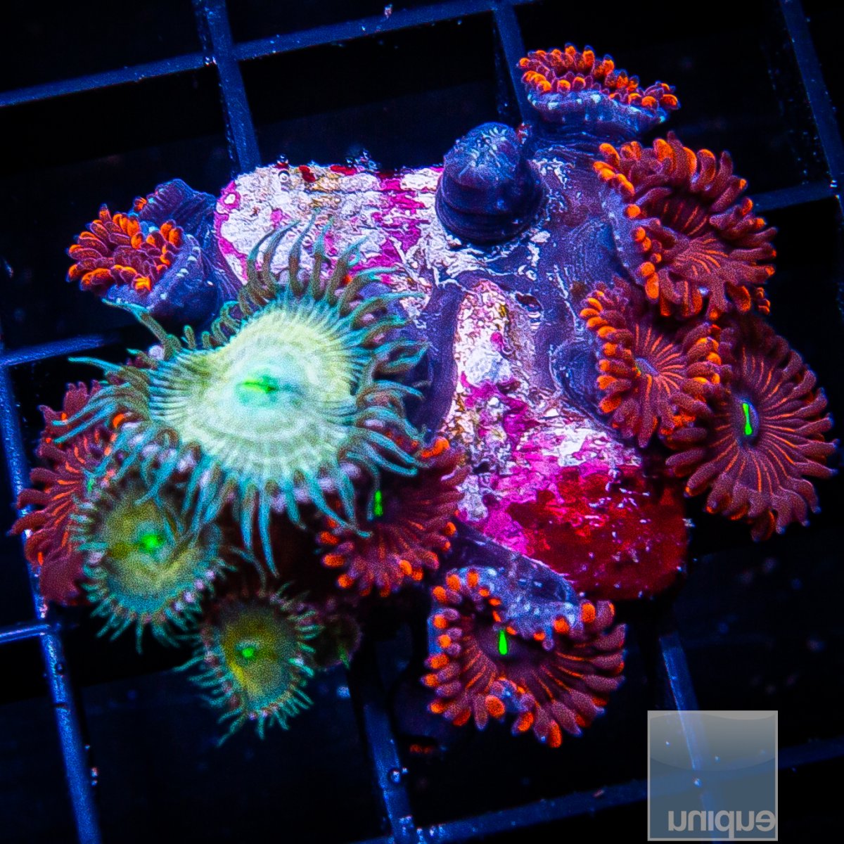 Zoanthid Mix 115 62.JPG