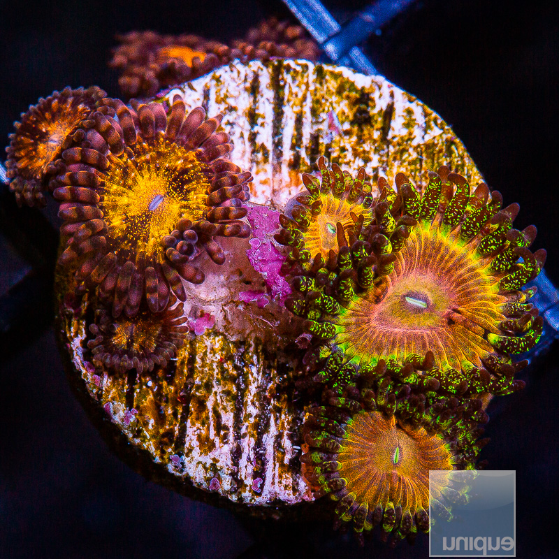 Zoanthid Mix 129 82.JPG