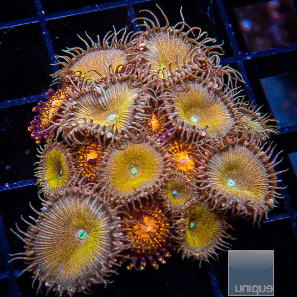 Zoanthid Mix 149 64.JPG