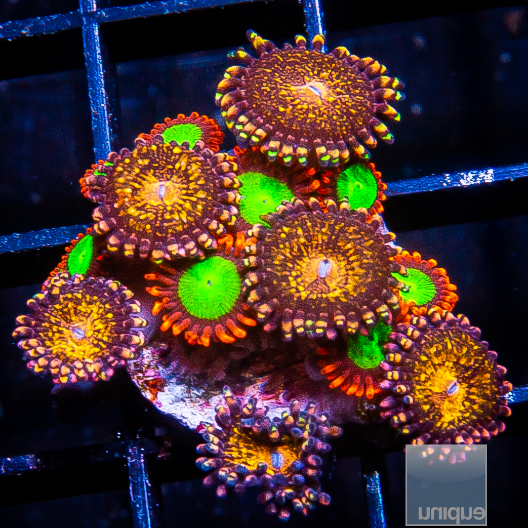 Zoanthid Mix 149 65.JPG