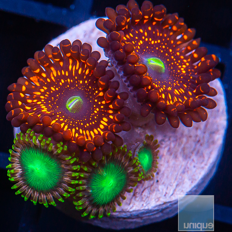 Zoanthid Mix 169 102.JPG