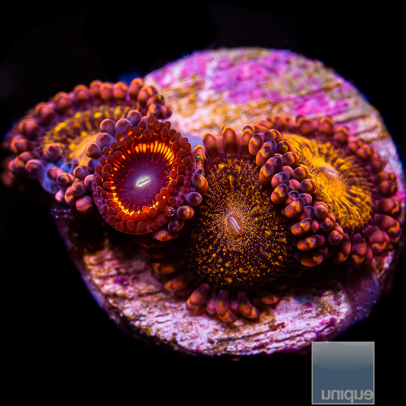 Zoanthid Mix 59 36.JPG