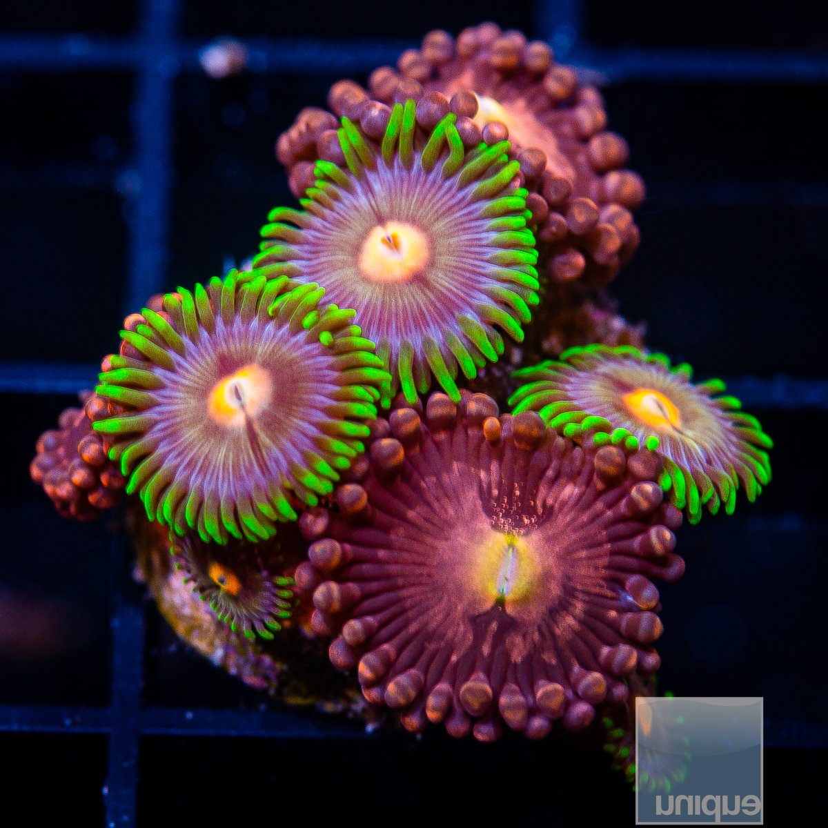 Zoanthid Mix 59 36.JPG