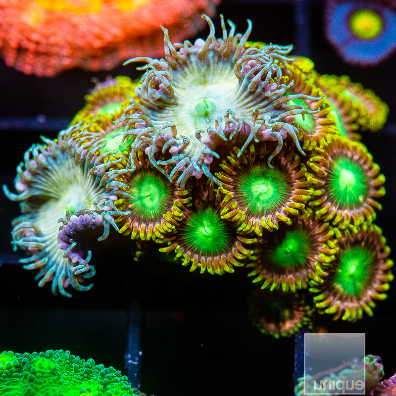 Zoanthid Mix 69 20.JPG