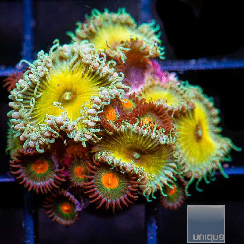 Zoanthid Mix 69 20.JPG