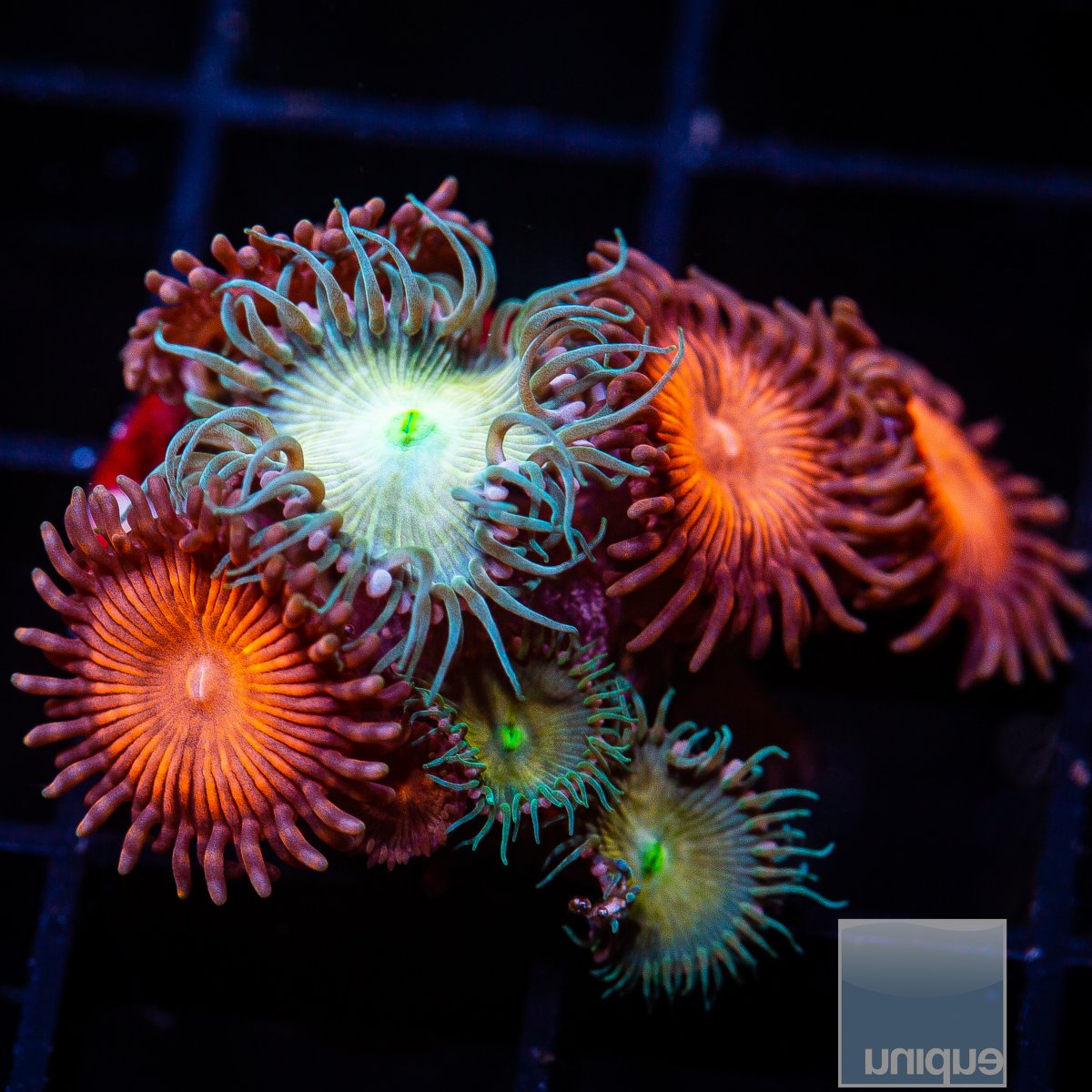 Zoanthid Mix 69 24.JPG