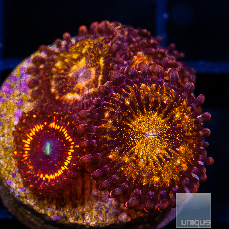 Zoanthid Mix 79 36.JPG