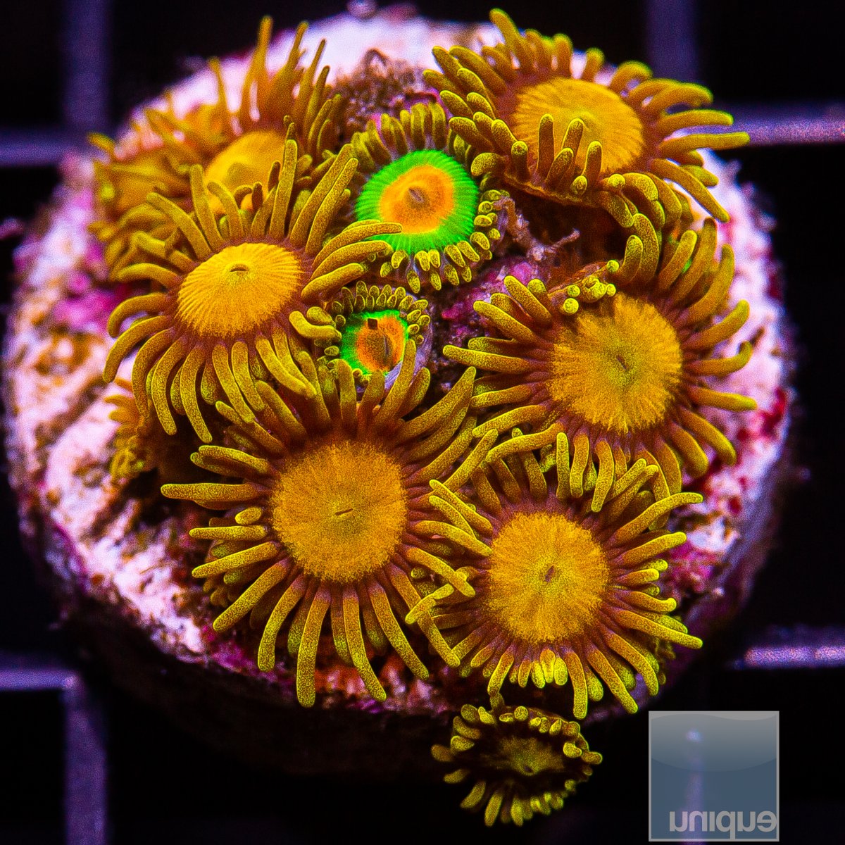 Zoanthid Mix 79 36.JPG