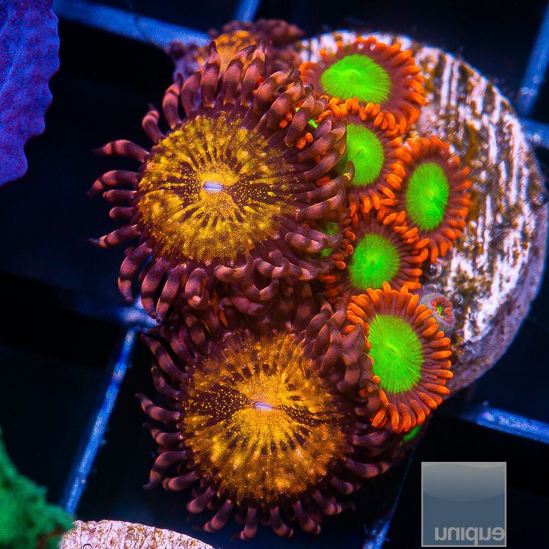 Zoanthid Mix 89 36.JPG