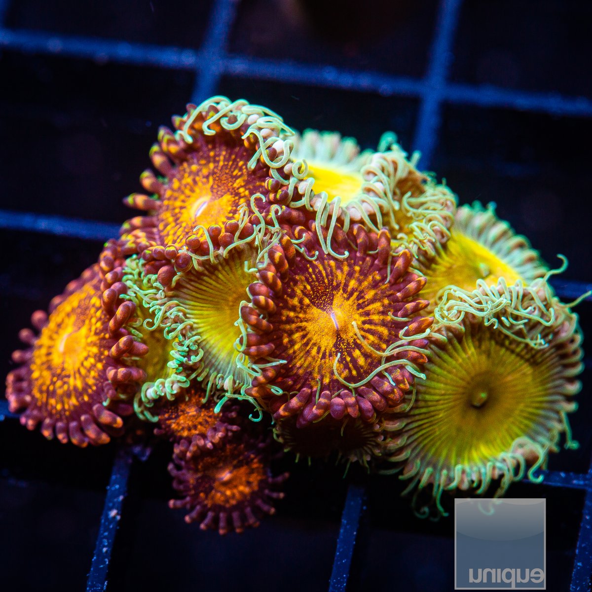 Zoanthid Mix 99 20.JPG