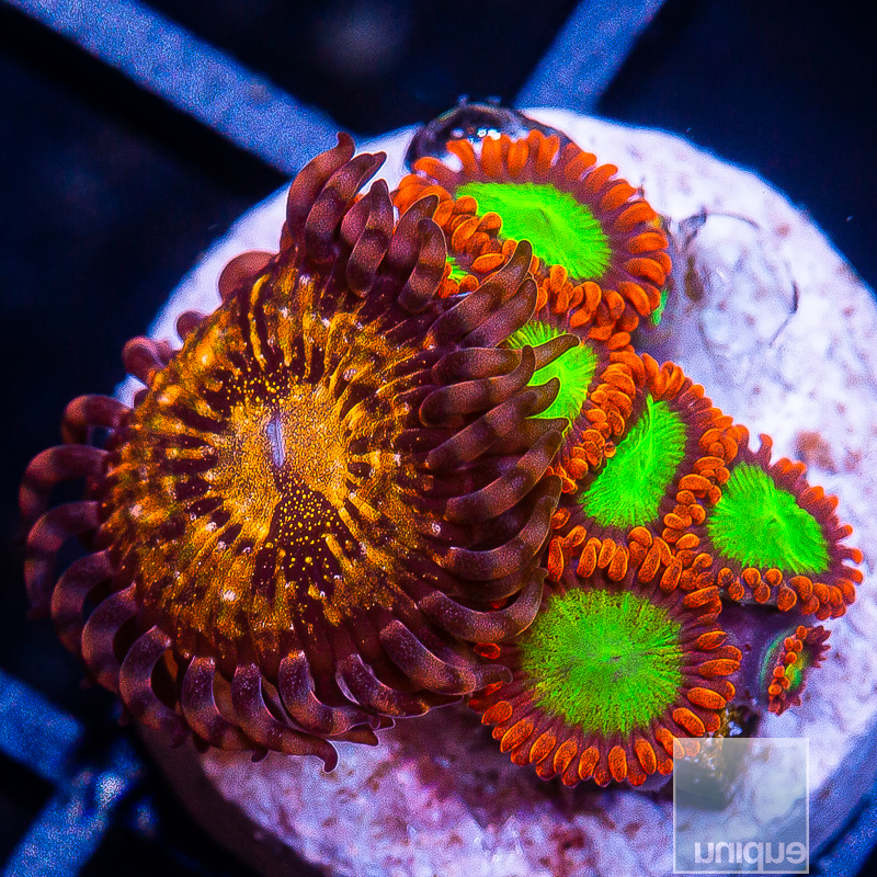 Zoanthid Mix 99 45.JPG