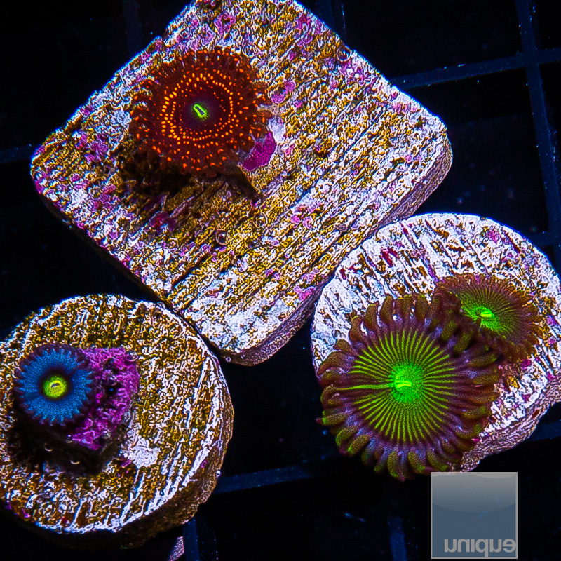 Zoanthid Pack 79 46.JPG