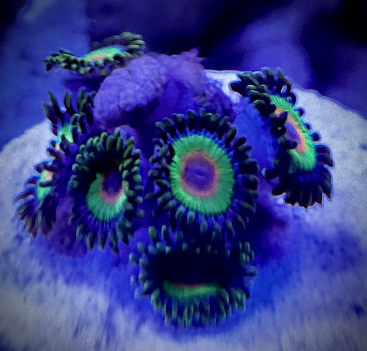 Zoanthid Rasta 10:14:24.jpg