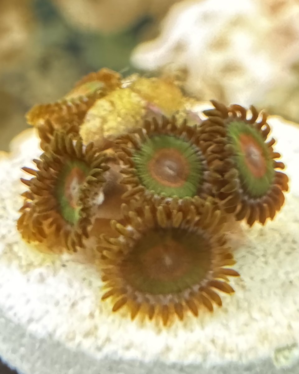 Zoanthid Rasta White Spot 10:15:24.jpg