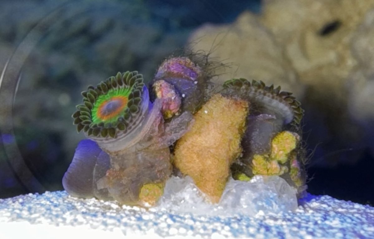 Zoanthid Rasta Wound_Flesh_Hair Algae 10:15:24.jpg