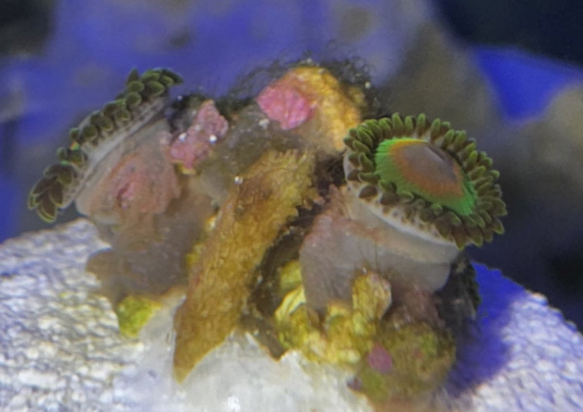 Zoanthid Rasta Wound_White Spots.jpg