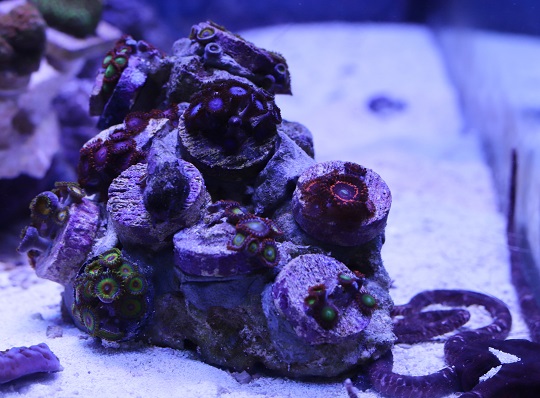 zoanthid rock.jpg